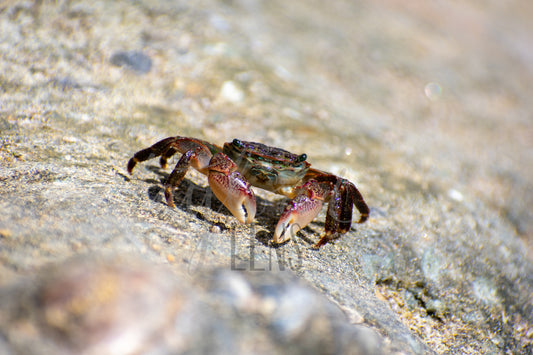 Crab 8x10 Print