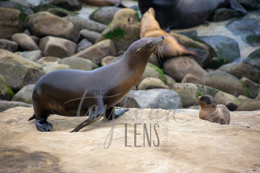 Sea Lions 8x10 Print