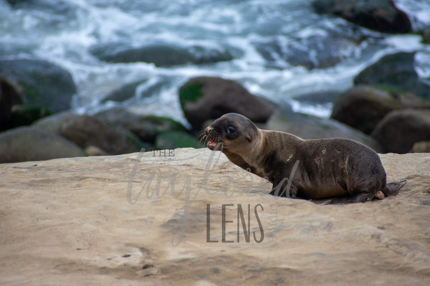 Baby Sea Lion 8x10 Print