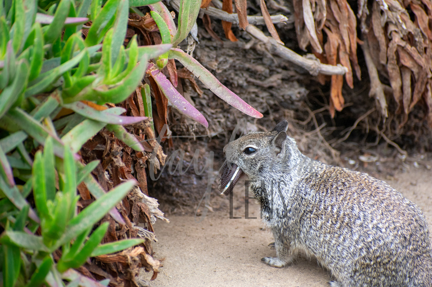 Squirrel 8x10 Print